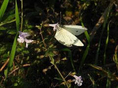 Pieris rapae