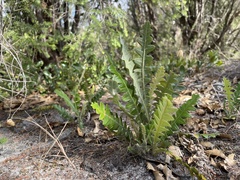 Banksia ilicifolia