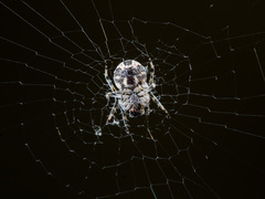 Araneus strandiellus