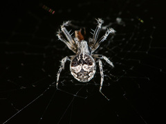 Araneus strandiellus