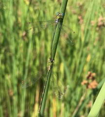 Lestes virens vestalis