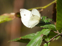 Pieris napi