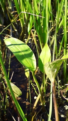 Alisma plantago-aquatica