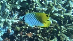 Chaetodon auriga
