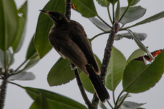 Bolemoreus frenatus