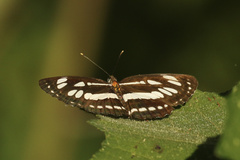 Limenitidinae