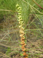Rumex paraguayensis
