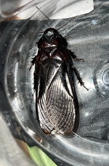 Blattodea
