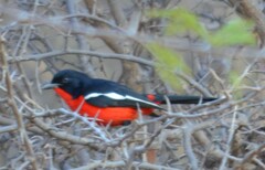 Laniarius atrococcineus