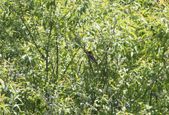Acrocephalus orientalis