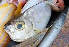 Leiognathidae