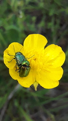 Cryptocephalus sericeus