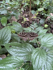 Lexias