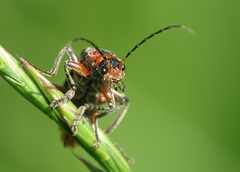 Cantharis rustica