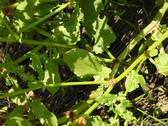 Rumex paraguayensis