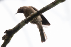 Myzomela obscura