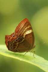 Abisara bifasciata