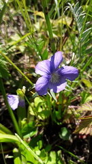 Viola palustris