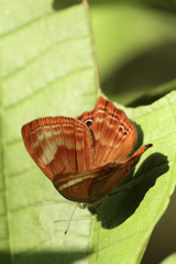 Abisara bifasciata