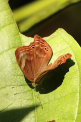 Abisara bifasciata