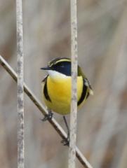 Tachuris rubrigastra