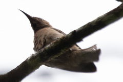 Myzomela obscura