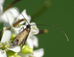 Cauchas rufimitrella