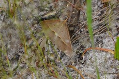 Epidesmia hypenaria