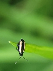 Phyllotreta undulata