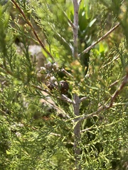 Widdringtonia nodiflora
