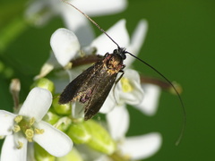 Cauchas rufimitrella