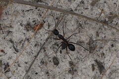 Camponotus intrepidus