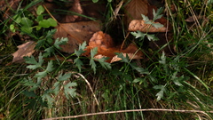 Peucedanum oreoselinum