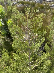 Widdringtonia nodiflora