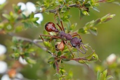 Myrmecia nigriscapa