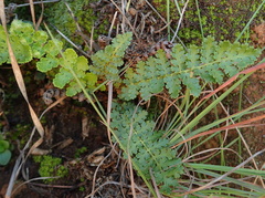 Anemia vestita