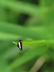 Phyllotreta undulata