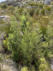 Widdringtonia nodiflora