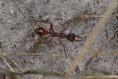 Myrmecia nigriscapa