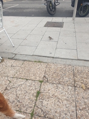 Passer domesticus