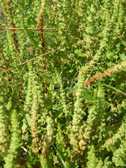 Rumex paraguayensis