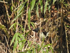 Knipolegus aterrimus