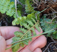 Anemia vestita