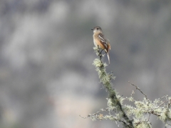 Knipolegus aterrimus