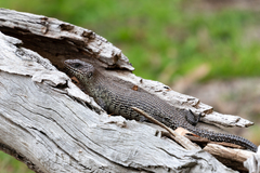Egernia cunninghami