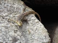 Stenocercus crassicaudatus