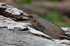 Egernia cunninghami