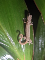 Hemiphyllodactylus typus