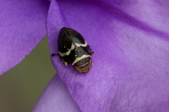 Bathyllus albicinctus