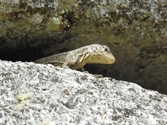 Stenocercus crassicaudatus